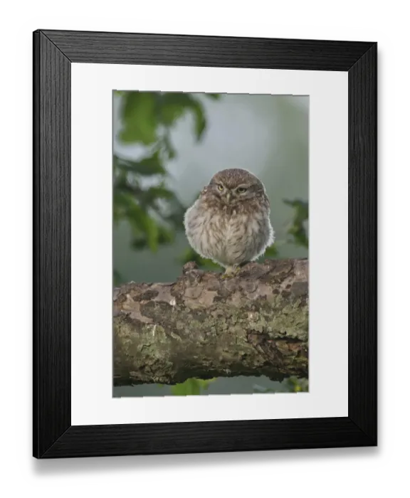 Framed Print : Little Owl -Athene noctua-, young, Emsland, Lower Saxony, Germany Framed Print : Little Owl -Athene noctua-, young, Emsland, Lower Saxony, Germany