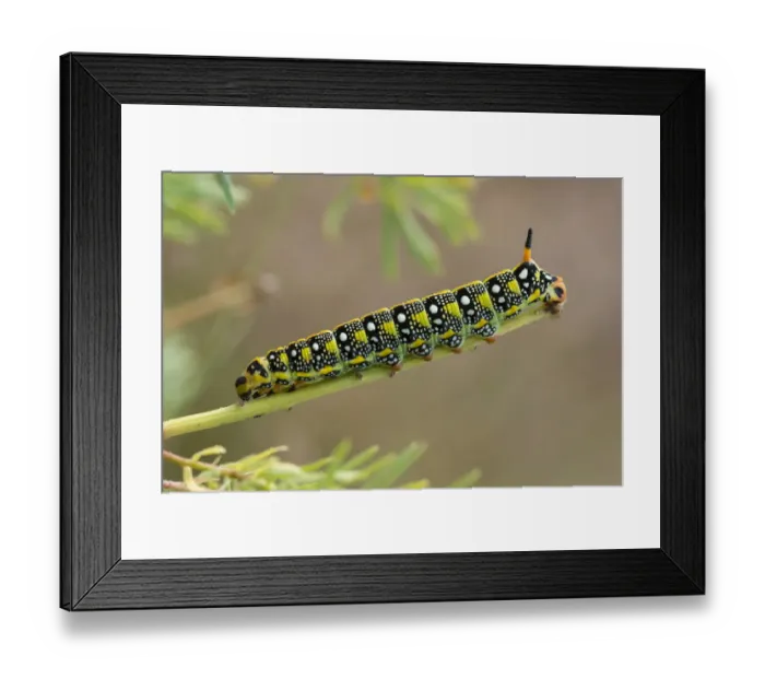 Framed Print : Caterpillar of the Spurge Hawk-moth -Hyles euphorbiae- feeding on its food plant Cypress Spurge -Euphorbia cyparissias-, Germany Framed Print : Caterpillar of the Spurge Hawk-moth -Hyles euphorbiae- feeding on its food plant Cypress Spurge -Euphorbia cyparissias-, Germany
