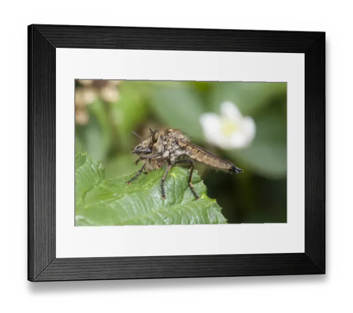 Framed Print : Golden-tabbed Robberfly -Eutolmus rufibarbis- with captured honey bee on a blackberry leaf, Hesse, Germany Framed Print : Golden-tabbed Robberfly -Eutolmus rufibarbis- with captured honey bee on a blackberry leaf, Hesse, Germany