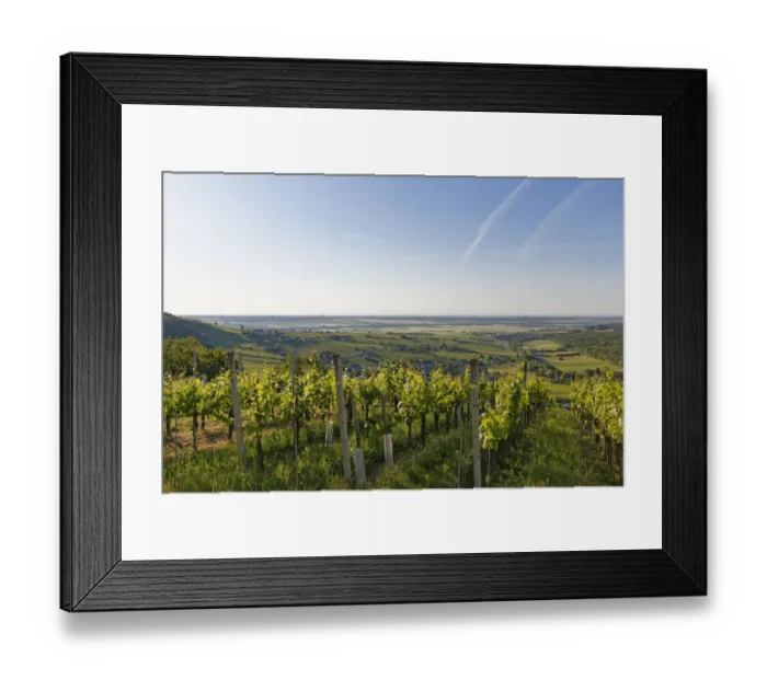 Framed Print : Eisenberg vineyard, Eisenberg an der Pinka, quaint wine growing region, Southern Burgenland, Burgenland, Austria Framed Print : Eisenberg vineyard, Eisenberg an der Pinka, quaint wine growing region, Southern Burgenland, Burgenland, Austria