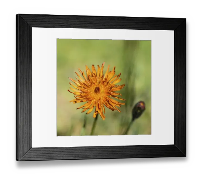 Framed Print : Orange Hawkweed -Hieracium aurantiacum-, flower