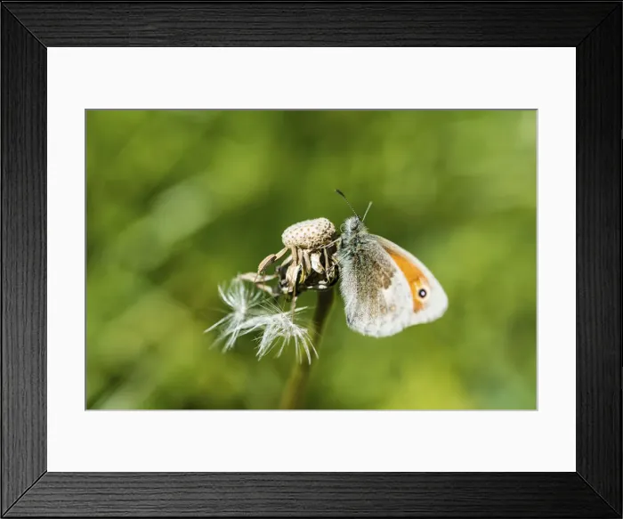 Framed Print : Small Heath -Coenonympha pamphilus- Framed Print : Small Heath -Coenonympha pamphilus-