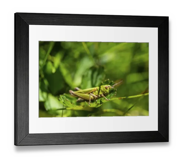 Framed Print : Meadow Grasshopper -Chorthippus parallelus- in the grass Framed Print : Meadow Grasshopper -Chorthippus parallelus- in the grass