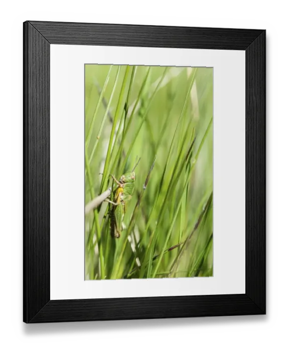 Framed Print : Meadow Grasshopper -Chorthippus parallelus- in the grass Framed Print : Meadow Grasshopper -Chorthippus parallelus- in the grass