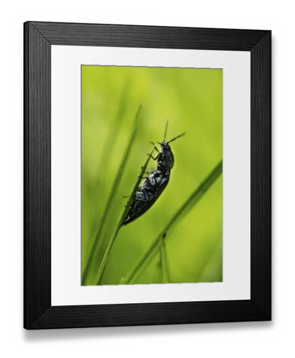 Framed Print : Click Beetle species -Ctenicera sp. - Framed Print : Click Beetle species -Ctenicera sp. -