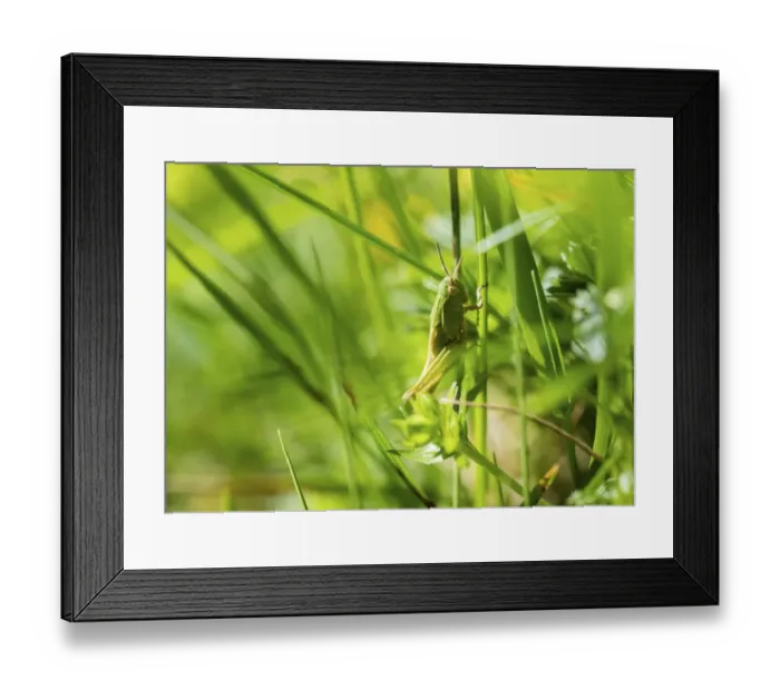 Framed Print : Meadow Grasshopper -Chorthippus parallelus- in the grass Framed Print : Meadow Grasshopper -Chorthippus parallelus- in the grass