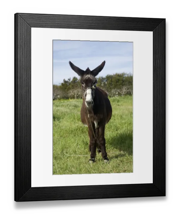 Framed Print : Donkey on a meadow, Algarve, Portugal Framed Print : Donkey on a meadow, Algarve, Portugal
