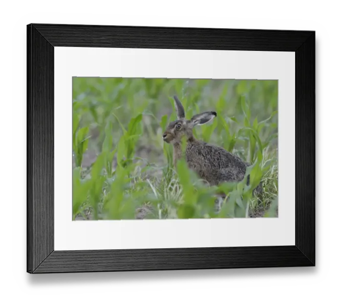 Framed Print : Hare -Lepus europaeus-, Emsland, Lower Saxony, Germany Framed Print : Hare -Lepus europaeus-, Emsland, Lower Saxony, Germany