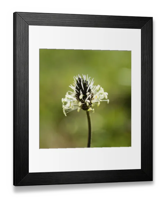 Framed Print : English Plantain -Plantago lanceolata-, flower Framed Print : English Plantain -Plantago lanceolata-, flower