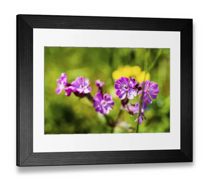 Framed Print : Red Campion -Silene dioica- Framed Print : Red Campion -Silene dioica-