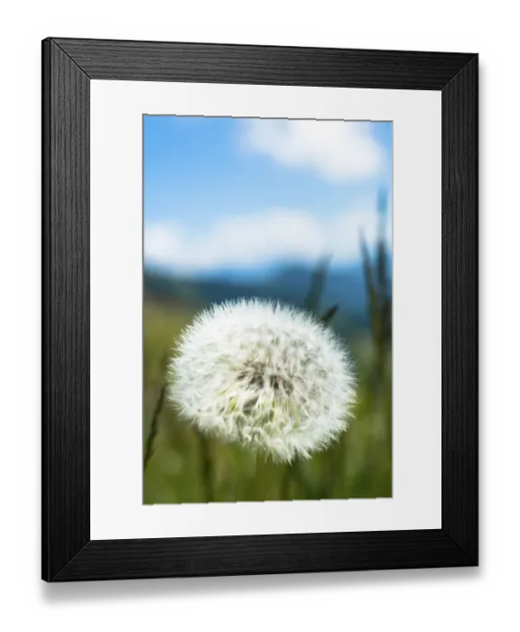 Framed Print : Blowball, seed head of a Dandelion -Taraxacum sp. -