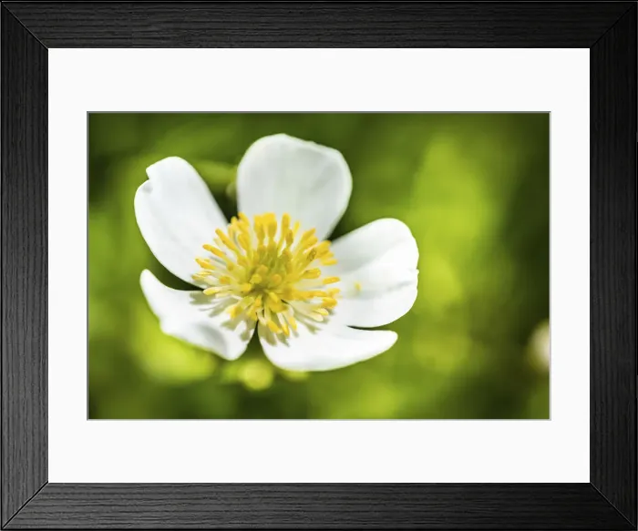 Framed Print : Clasping-leaf Buttercup -Ranunculus amplexicaulis- Framed Print : Clasping-leaf Buttercup -Ranunculus amplexicaulis-