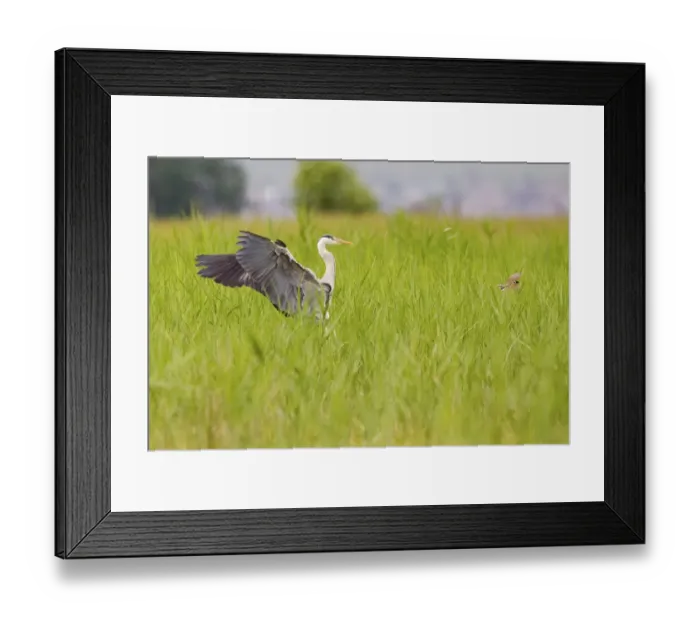 Framed Print : Grey Heron -Ardea cinerea- landing in the reeds shooing away a Reed Bunting -Emberiza schoeniclus- on Lake Neusiedl, Austria Framed Print : Grey Heron -Ardea cinerea- landing in the reeds shooing away a Reed Bunting -Emberiza schoeniclus- on Lake Neusiedl, Austria