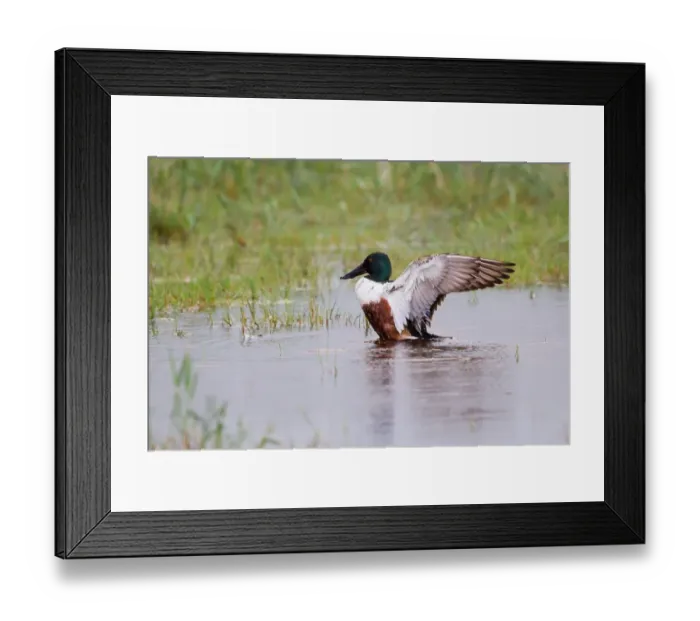 Framed Print : Northern Shoveller -Anas clypeata-, drake beating its wings, Lake Neusiedl, Austria Framed Print : Northern Shoveller -Anas clypeata-, drake beating its wings, Lake Neusiedl, Austria