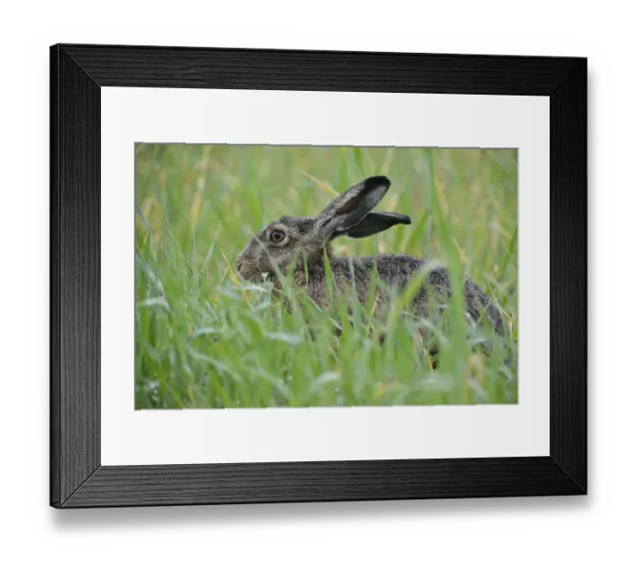 Framed Print : Hare -Lepus europaeus-, Emsland, Lower Saxony, Germany