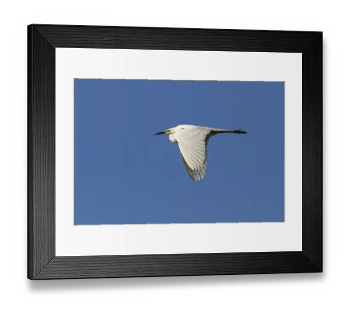 Framed Print : Great Egret -Ardea alba-, in flight against a blue sky, North Hesse, Hesse, Germany Framed Print : Great Egret -Ardea alba-, in flight against a blue sky, North Hesse, Hesse, Germany