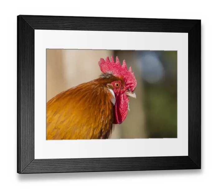 Framed Print : Domestic fowl, rooster, Tyrol, Austria Framed Print : Domestic fowl, rooster, Tyrol, Austria