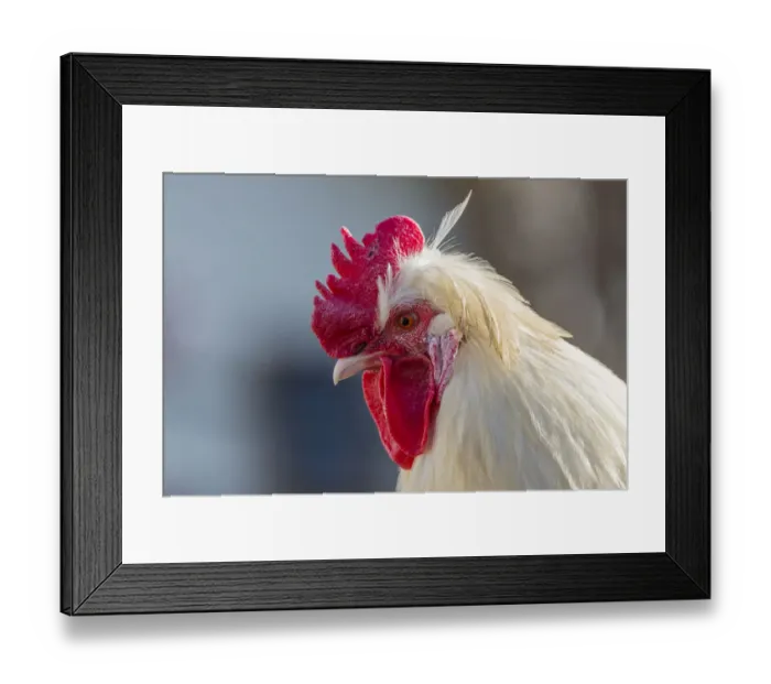 Framed Print : Domestic fowl, rooster, Tyrol, Austria Framed Print : Domestic fowl, rooster, Tyrol, Austria