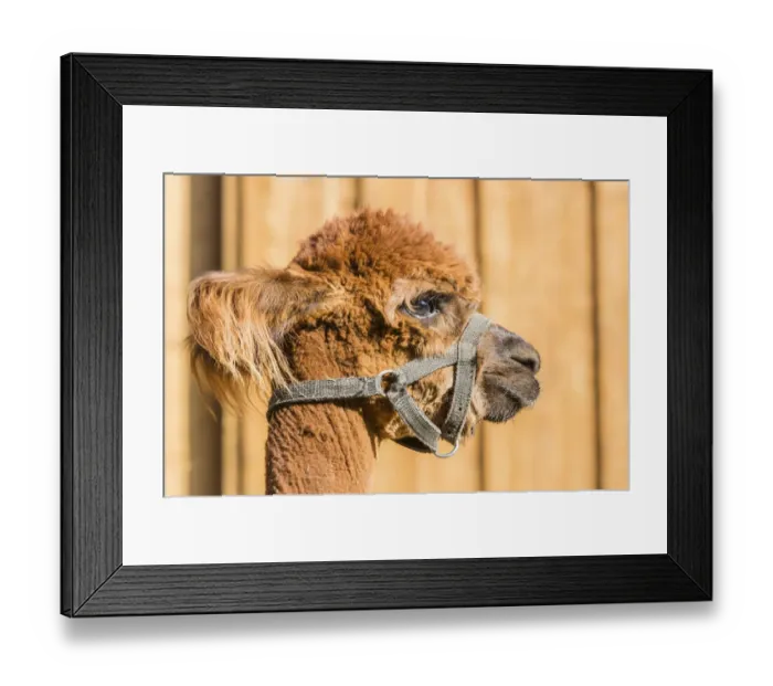 Framed Print : Alpaca -Vicugna pacos-, female, Tyrol, Austria Framed Print : Alpaca -Vicugna pacos-, female, Tyrol, Austria