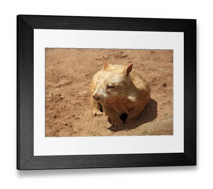 Framed Print : Southern Hairy-nosed Wombat -Lasiorhinus latifrons-, adult, South Australia, Australia Framed Print : Southern Hairy-nosed Wombat -Lasiorhinus latifrons-, adult, South Australia, Australia