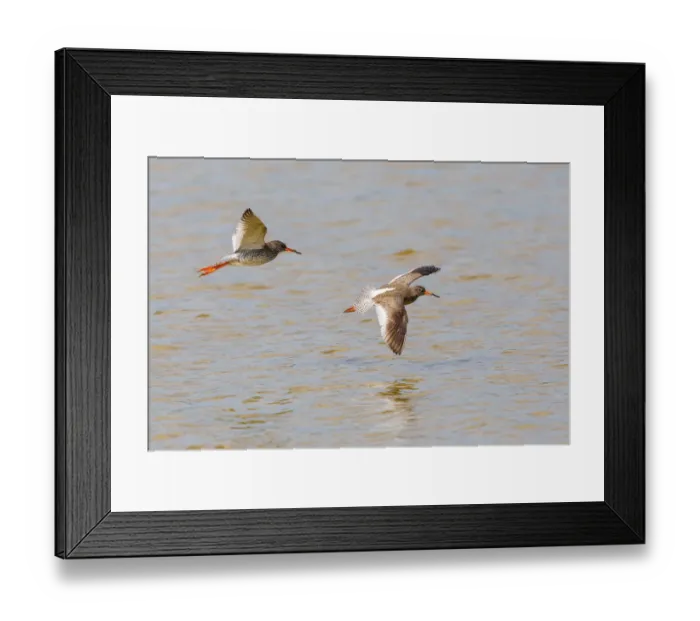 Framed Print : Two Redshanks -Tringa totanus- in flight over water, Lake Neusiedl, Austria Framed Print : Two Redshanks -Tringa totanus- in flight over water, Lake Neusiedl, Austria
