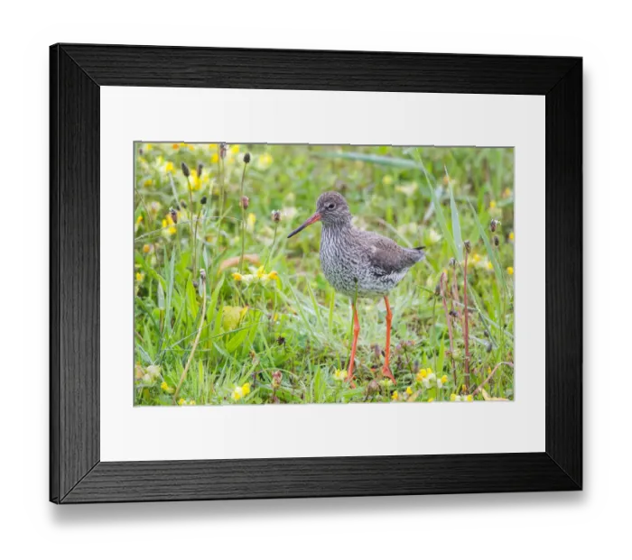 Framed Print : Redshank -Tringa totanus- on a meadow, Texel, West Frisian Islands, North Holland, Holland, The Netherlands Framed Print : Redshank -Tringa totanus- on a meadow, Texel, West Frisian Islands, North Holland, Holland, The Netherlands