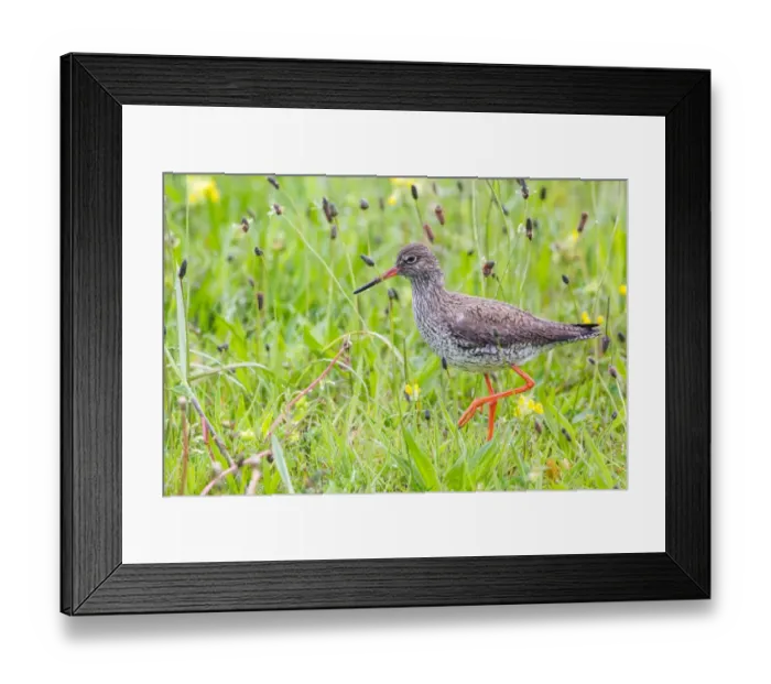 Framed Print : Redshank -Tringa totanus- wading on a meadow, Texel, West Frisian Islands, North Holland, Holland, The Netherlands Framed Print : Redshank -Tringa totanus- wading on a meadow, Texel, West Frisian Islands, North Holland, Holland, The Netherlands