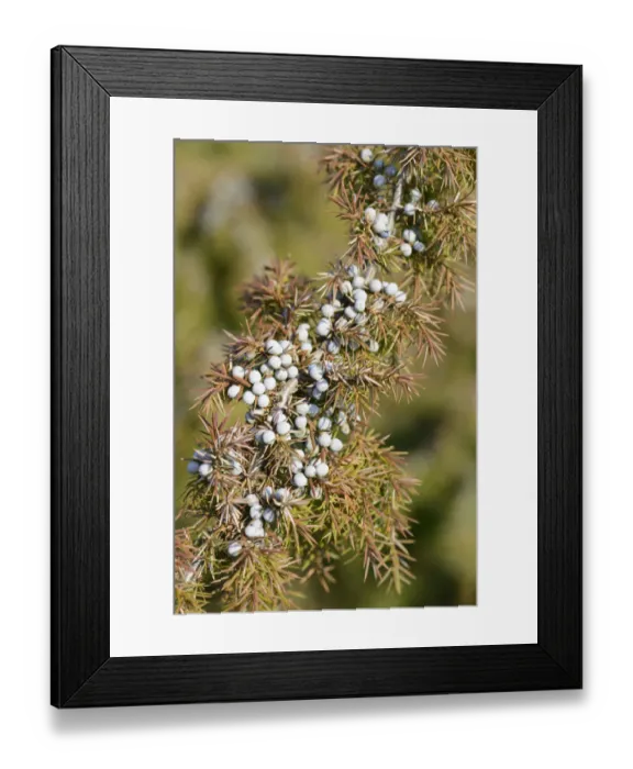 Framed Print : Common Juniper -Juniperus communis-, Emsland, Lower Saxony, Germany Framed Print : Common Juniper -Juniperus communis-, Emsland, Lower Saxony, Germany