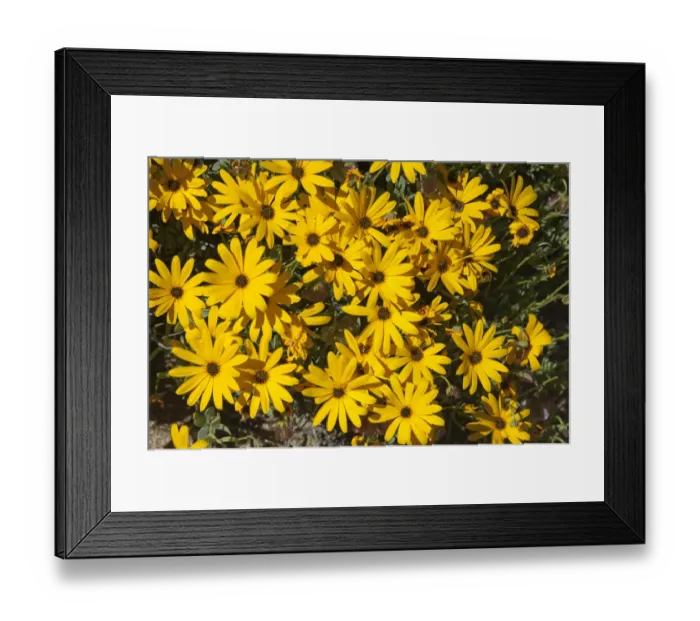 Framed Print : Yellow flowerheads of the Skaapbos shrub, African Daisy, South African Daisy, Cape Daisy -Tripteris oppositifolia-, Namaqualand, South Africa Framed Print : Yellow flowerheads of the Skaapbos shrub, African Daisy, South African Daisy, Cape Daisy -Tripteris oppositifolia-, Namaqualand, South Africa