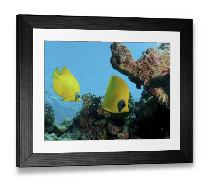 Framed Print : Masked butterfly, Golden butterflyfish, Bluecheek butterflyfish -Chaetodon semilarvatus-, Red Sea, Egypt, Africa Framed Print : Masked butterfly, Golden butterflyfish, Bluecheek butterflyfish -Chaetodon semilarvatus-, Red Sea, Egypt, Africa