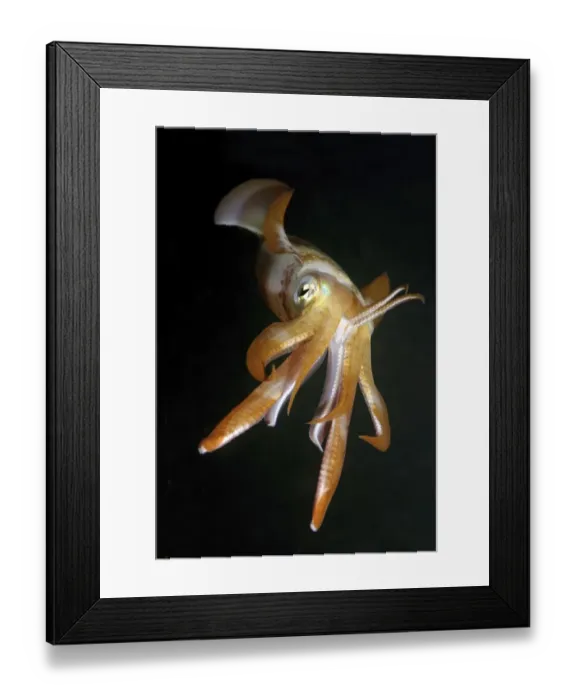 Framed Print : Bigfin reef squid -Sepioteuthis lessoniana-, Red Sea, Egypt, Africa Framed Print : Bigfin reef squid -Sepioteuthis lessoniana-, Red Sea, Egypt, Africa
