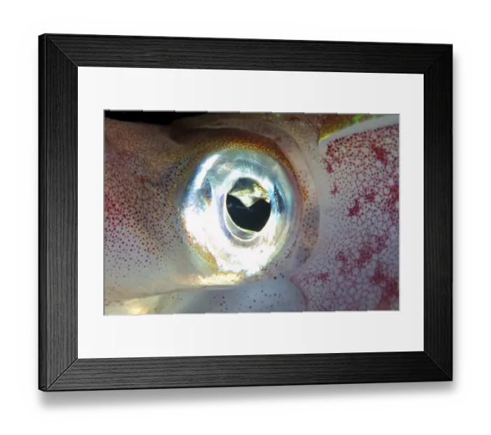 Framed Print : Eye of Bigfin reef squid -Sepioteuthis lessoniana-, Red Sea, Egypt, Africa Framed Print : Eye of Bigfin reef squid -Sepioteuthis lessoniana-, Red Sea, Egypt, Africa