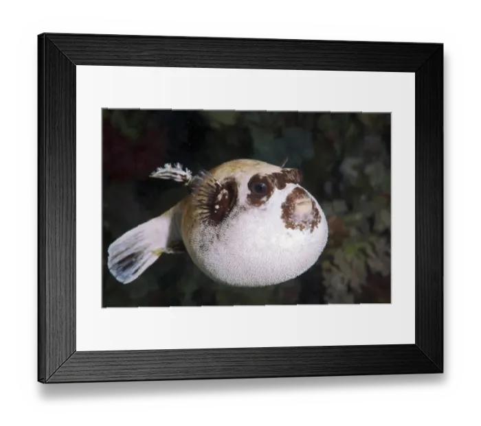 Framed Print : Masked puffer -Arothron diadematus-, Red Sea, Egypt, Africa Framed Print : Masked puffer -Arothron diadematus-, Red Sea, Egypt, Africa