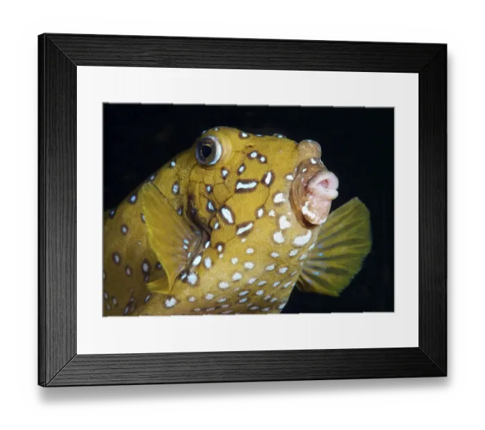 Framed Print : Yellow boxfish -Ostracion cubicus-, Red Sea, Egypt, Africa Framed Print : Yellow boxfish -Ostracion cubicus-, Red Sea, Egypt, Africa