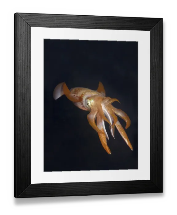 Framed Print : Bigfin reef squid -Sepioteuthis lessoniana-, Red Sea, Egypt, Africa