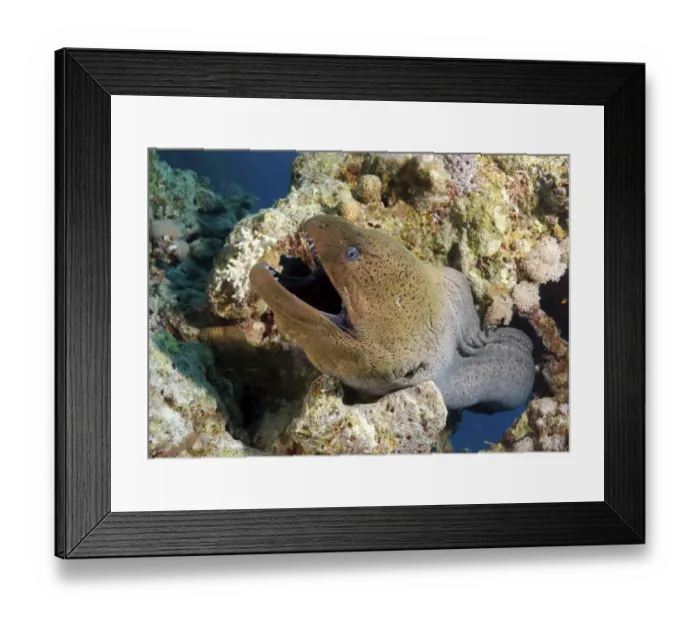 Framed Print : Giant moray -Gymnothorax javanicus-, Red Sea, Egypt, Africa Framed Print : Giant moray -Gymnothorax javanicus-, Red Sea, Egypt, Africa