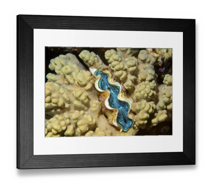 Framed Print : Tridacna saltwater clam species -Tridacna Bruguiere-, Red Sea, Egypt, Africa Framed Print : Tridacna saltwater clam species -Tridacna Bruguiere-, Red Sea, Egypt, Africa