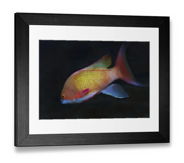 Framed Print : Sea goldie, Jevel fairy basslet -Pseudanthias squamipinnis-, Red Sea, Egypt, Africa Framed Print : Sea goldie, Jevel fairy basslet -Pseudanthias squamipinnis-, Red Sea, Egypt, Africa