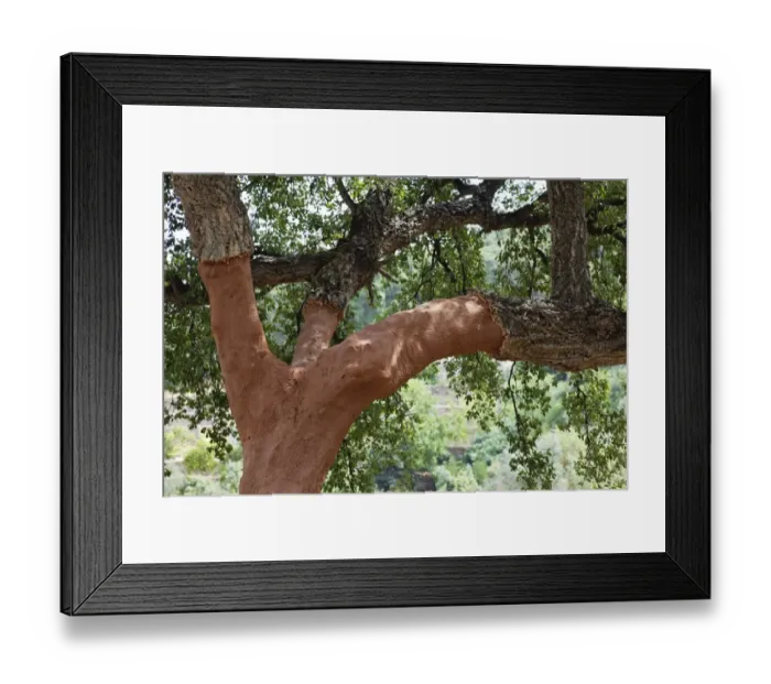 Framed Print : Cork oak -Quercus suber-, Algarve, Portugal Framed Print : Cork oak -Quercus suber-, Algarve, Portugal