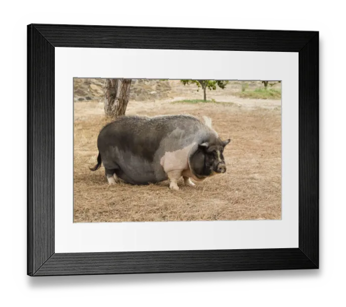 Framed Print : Domestic pig, pot-bellied pig -Sus scrofa domestica-, Portugal, Europe