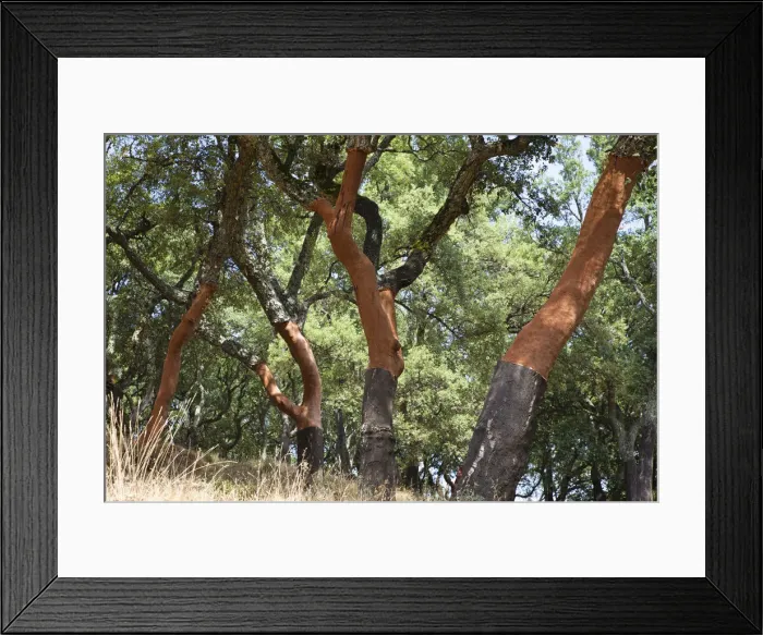 Framed Print : Cork oak -Quercus suber-, Serra de Monchique, Algarve, Portugal, Europe Framed Print : Cork oak -Quercus suber-, Serra de Monchique, Algarve, Portugal, Europe