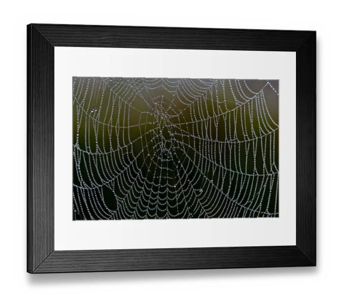 Framed Print : Spider web with water droplets, Federsee lake near Bad Buchau, Baden-Wuerttemberg, Germany, Europe Framed Print : Spider web with water droplets, Federsee lake near Bad Buchau, Baden-Wuerttemberg, Germany, Europe