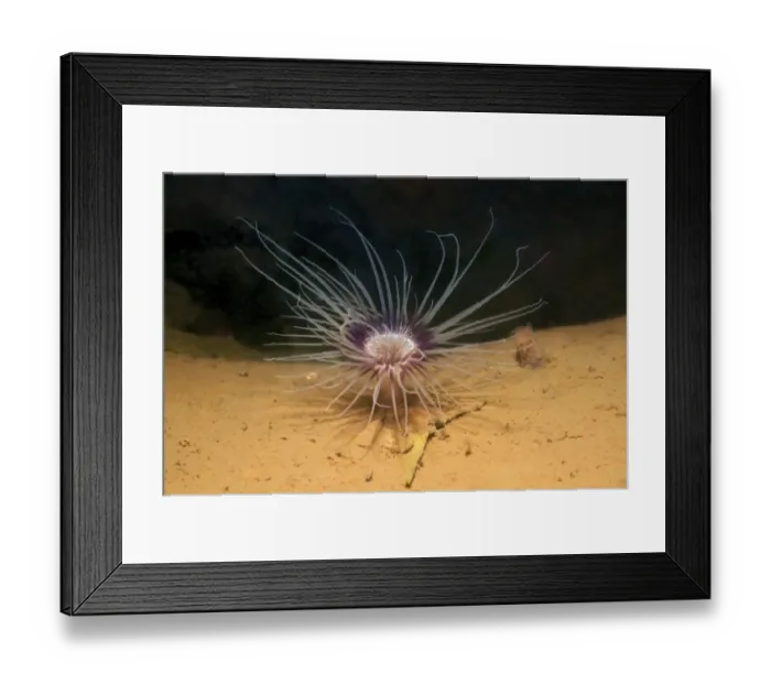 Framed Print : Tube-dwelling anemone, Tubed anemone or cerianthid -Cerianthus lloydi-, White Sea, Kareliya, Russia, Arctic Framed Print : Tube-dwelling anemone, Tubed anemone or cerianthid -Cerianthus lloydi-, White Sea, Kareliya, Russia, Arctic