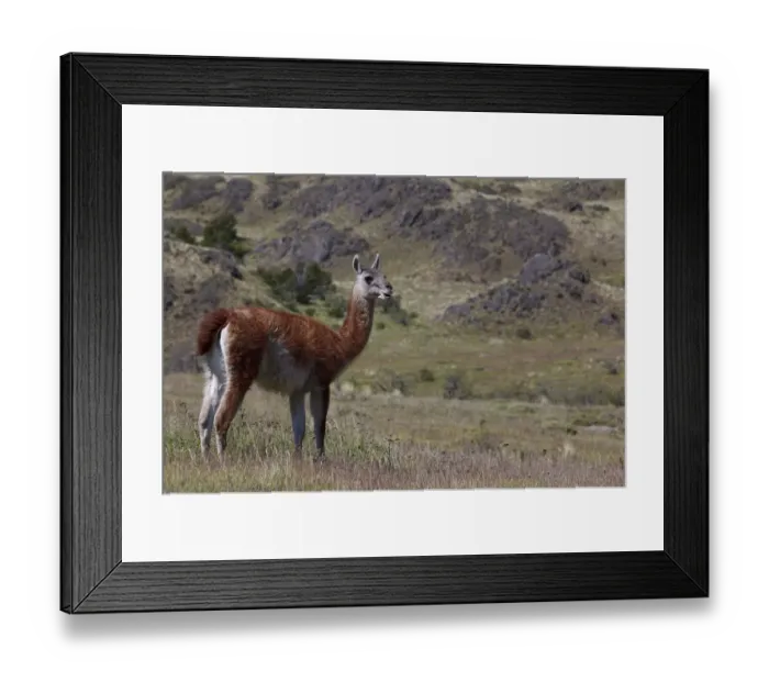 Framed Print : A wild guanaco -Lama guanicoe- standing on a meadow, Cochrane, Region de Aysen, Patagonia, Chile, South America, America Framed Print : A wild guanaco -Lama guanicoe- standing on a meadow, Cochrane, Region de Aysen, Patagonia, Chile, South America, America