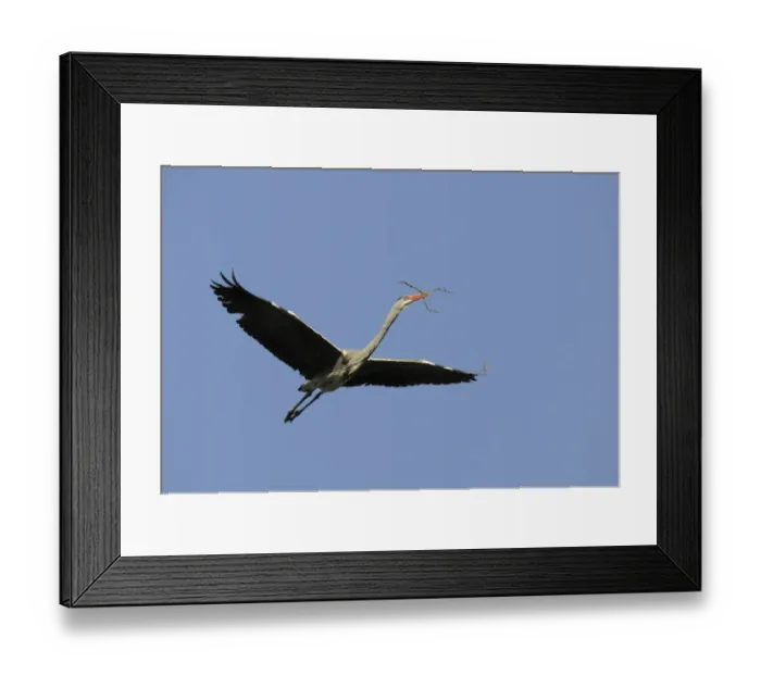 Framed Print : Grey Heron -Ardea cinerea- in flight with nesting material, Stuttgart, Baden-Wuerttemberg, Germany, Europe Framed Print : Grey Heron -Ardea cinerea- in flight with nesting material, Stuttgart, Baden-Wuerttemberg, Germany, Europe