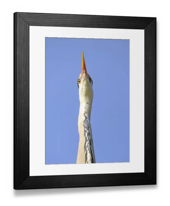 Framed Print : Grey Heron -Ardea cinerea-, portrait, Stuttgart, Baden-Wuerttemberg, Germany, Europe Framed Print : Grey Heron -Ardea cinerea-, portrait, Stuttgart, Baden-Wuerttemberg, Germany, Europe