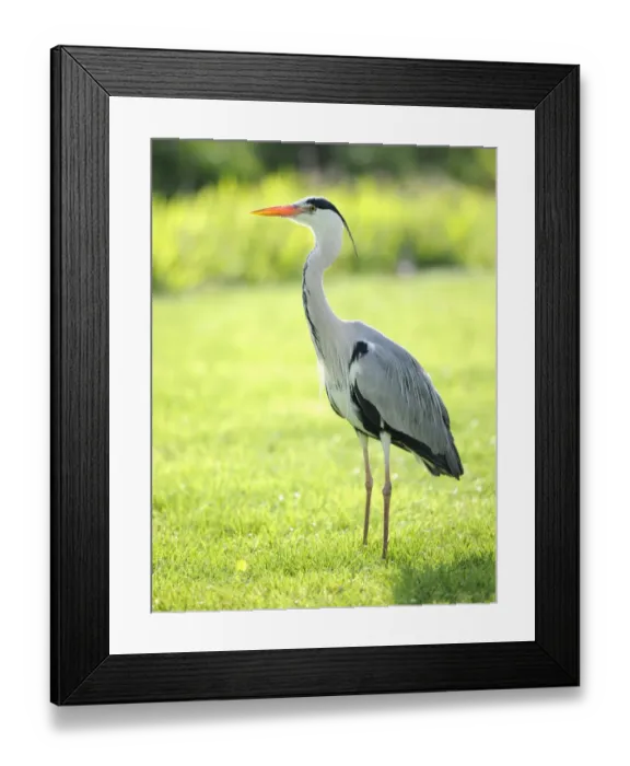 Framed Print : Grey Heron -Ardea cinerea-, Stuttgart, Baden-Wuerttemberg, Germany, Europe