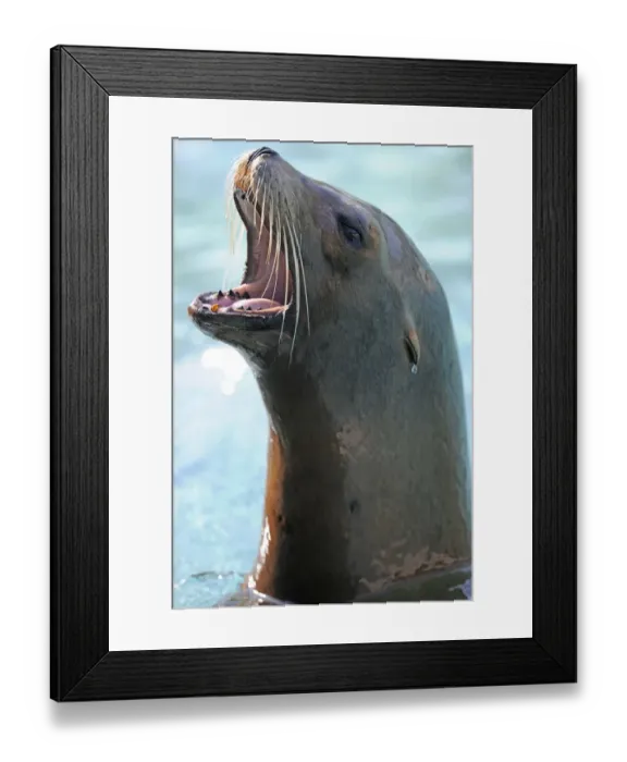 Framed Print : California Sea Lion -Zalophus californianus-, calling, Stuttgart, Baden-Wuerttemberg, Germany, Europe Framed Print : California Sea Lion -Zalophus californianus-, calling, Stuttgart, Baden-Wuerttemberg, Germany, Europe