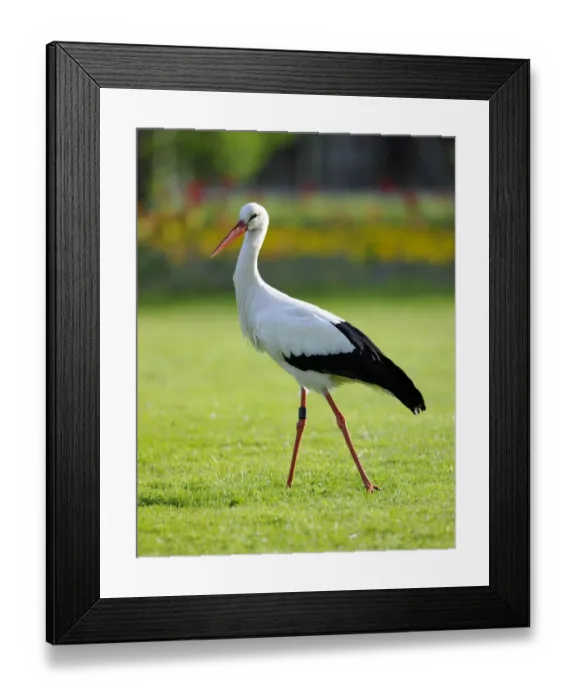 Framed Print : White Stork -Ciconia ciconia- in a meadow, Stuttgart, Baden-Wuerttemberg, Germany, Europe Framed Print : White Stork -Ciconia ciconia- in a meadow, Stuttgart, Baden-Wuerttemberg, Germany, Europe