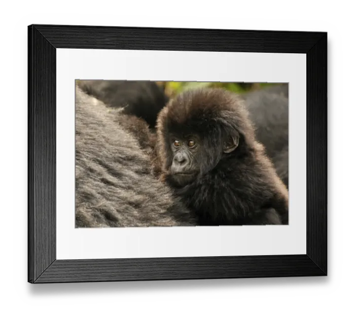 Framed Print : Baby Mountain Gorilla -Gorilla beringei beringei- from the Hirwa group at the foot of the Gahinga Volcano, Parc National des Volcans, Volcanoes National Park, Rwanda, Africa Framed Print : Baby Mountain Gorilla -Gorilla beringei beringei- from the Hirwa group at the foot of the Gahinga Volcano, Parc National des Volcans, Volcanoes National Park, Rwanda, Africa
